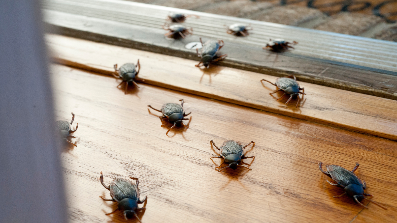 Verano en Alcobendas: cómo prevenir plagas de cucarachas, hormigas y mosquitos en casa