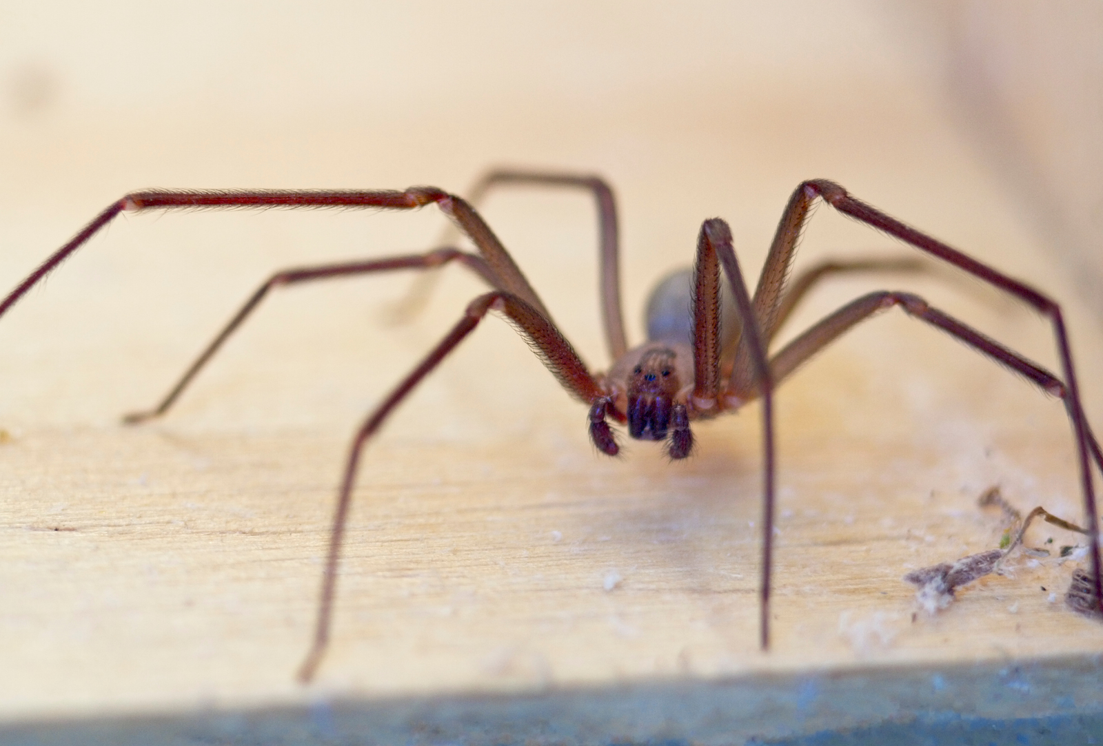 Araña violinista en Alcobendas: cómo identificarla y qué hacer si aparece en tu hogar