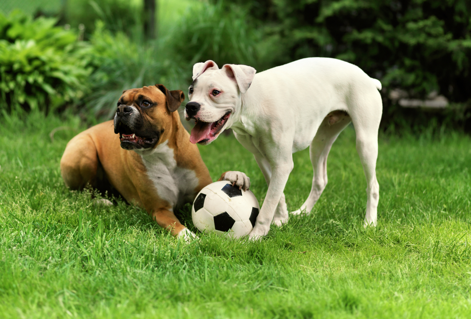 Cómo proteger a tu perro de pulgas y garrapatas este verano en Alcobendas