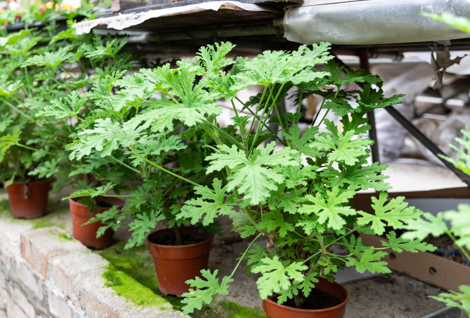 ¿Pueden las plantas ayudarte a repeler plagas en Alcobendas?