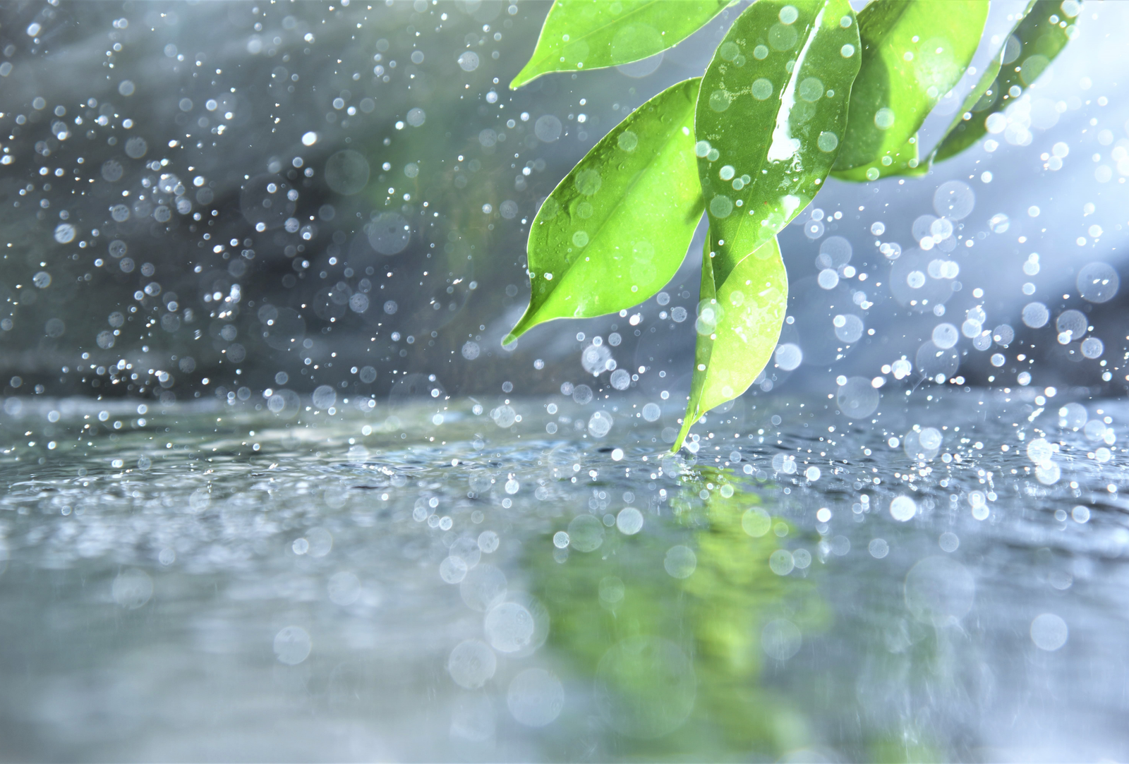 Alcobendas: control de plagas tras lluvias en viviendas y zonas empresariales